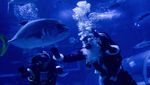 Santa Bawah Laut Jadi Daya Tarik Natal di Akuarium Raksasa Rio