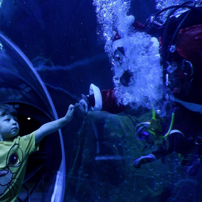 Santa Bawah Laut Jadi Daya Tarik Natal di Akuarium Raksasa Rio