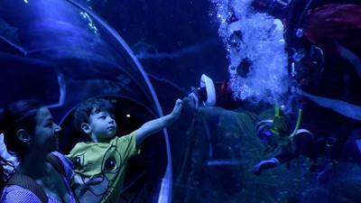 Santa Bawah Laut Jadi Daya Tarik Natal di Akuarium Raksasa Rio