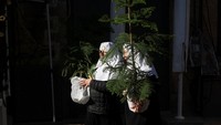Warga tampak antusias menerima pohon Natal gratis yang disediakan pemerintah kota Yerusalem sebagai bagian dari tradisi jelang libur akhir tahun. Foto: REUTERS/Ronen Zvulun