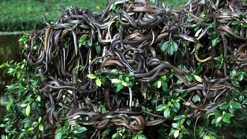 Pulau Ular yang terletak di lepas pantai Brasil, menjadi salah satu tempat paling terlarang dan menakutkan di Bumi. Pulai ini dipenuhi ular berbisa jenis Bothrops insularis, salah satu ular paling berbisa di dunia. Bahaya ekstrem di dalamnya lah yang membuat warga sipil dilarang berkunjung ke sini. Hanya peneliti terpilih yang diizinkan menginjakkan kaki di Pulau Ular. Foto: Bored Panda