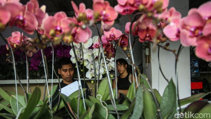 Berkah Hari Ibu, Penjual Anggrek Darmawangsa Kebanjiran Pembeli Pengunjung melihat bunga anggrek di Jalan Darmawangsa Raya, Jakarta, Senin (22/12/2025).
