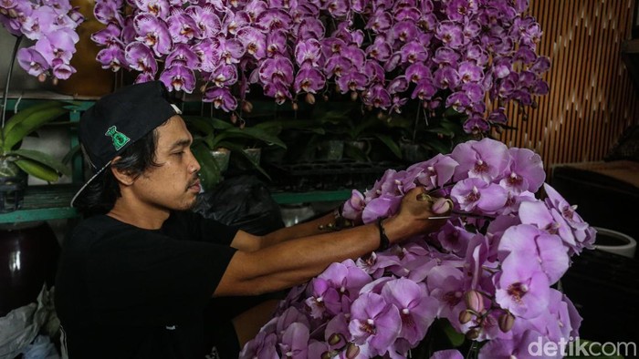 Berkah Hari Ibu, Penjual Anggrek Darmawangsa Kebanjiran Pembeli Pengunjung melihat bunga anggrek di Jalan Darmawangsa Raya, Jakarta, Senin (22/12/2025).