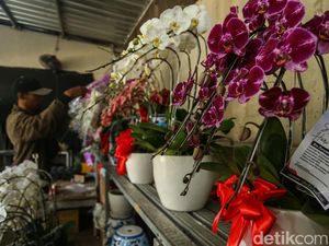 20 Tanaman Hias Indoor yang Populer dan Mudah Dirawat, Simak Rekomendasinya!