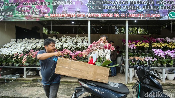 Berkah Hari Ibu, Penjual Anggrek Darmawangsa Kebanjiran Pembeli Pengunjung melihat bunga anggrek di Jalan Darmawangsa Raya, Jakarta, Senin (22/12/2025).