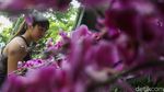 Hari Ibu dan Nataru Dongkrak Penjualan Anggrek di Darmawangsa Jaksel