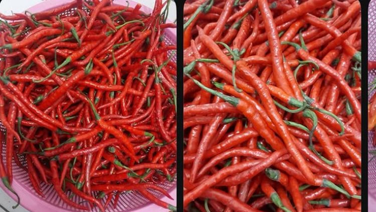 Borong Cabe Takengon Terus Berlanjut, 10 Ton Tiba di Jakarta