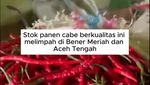 Borong Cabe Takengon Terus Berlanjut, 10 Ton Tiba di Jakarta
