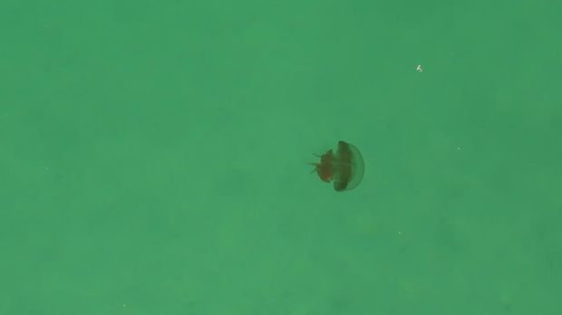 Danau Kakaban di Kalimantan Timur