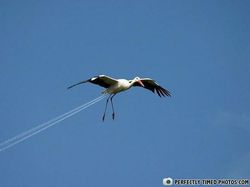 Bukan Editan Photoshop! Foto Dijepret di Waktu Tepat Bikin Melotot