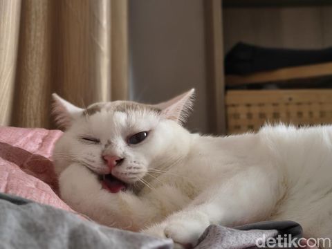 Hasil foto Motorola Edge 60 Pro