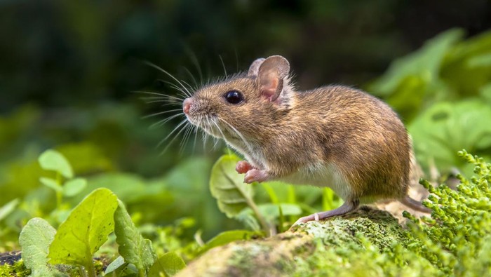 Ilustrasi tanaman tikus