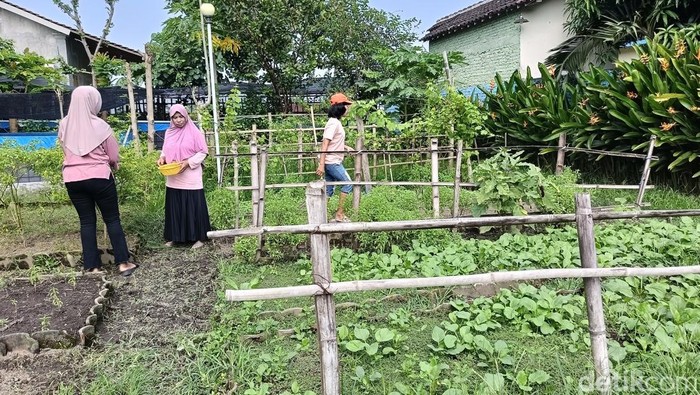 Kebun Sayur Gratis di Lumajang, Harga Naik Tak Jadi Masalah