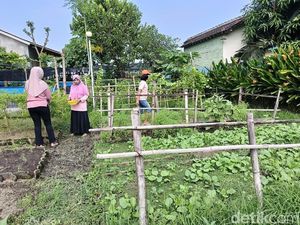 Kebun Sayur Gratis di Lumajang, Harga Naik Tak Jadi Masalah