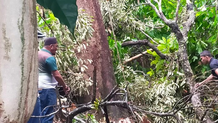 Pria di Mamuju Tewas Terjatuh Saat Pangkas Pohon Durian Setinggi 20 Meter
