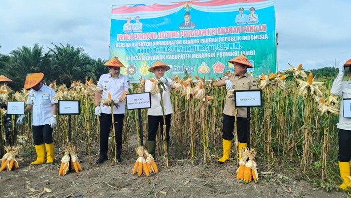 Panen Jagung di Jambi, Zulhas Tegaskan Komitmen Swasembada Pangan