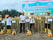 Panen Jagung di Jambi, Zulhas Tegaskan Komitmen Swasembada Pangan