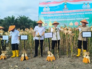 Panen Jagung di Jambi, Zulhas Tegaskan Komitmen Swasembada Pangan