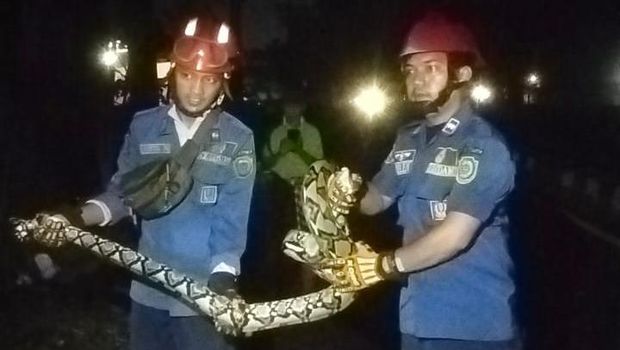 Petugas Damkarmat saat mengevakuasi ular di tengah Jalan Ringroad Timur, Banguntapan, Bantul.