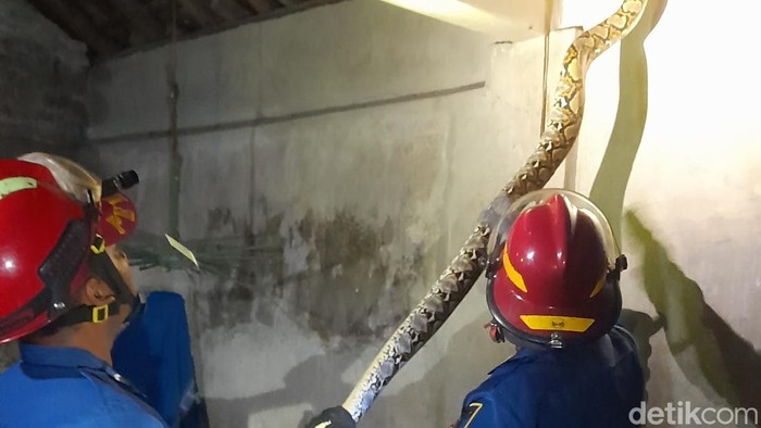 Hii! Ular Sanca 2 Meter Dievakuasi di Pandak dan Ring Road Banguntapan Bantul