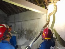 Hii! Ular Sanca 2 Meter Dievakuasi di Pandak dan Ring Road Banguntapan Bantul