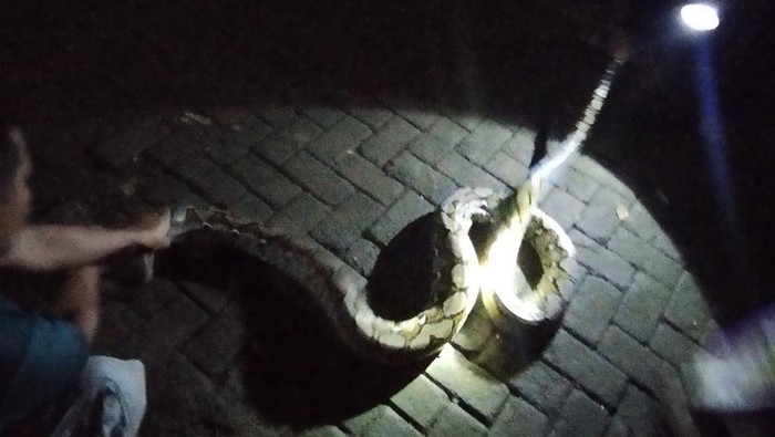 Telan 2 Ayam, Sanca Kembang 4 Meter Ditangkap di Ngaliyan Semarang