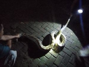 Kaget! Warga Bogor Temukan Ular Sanca Melilit Kucing di Dapur Rumah