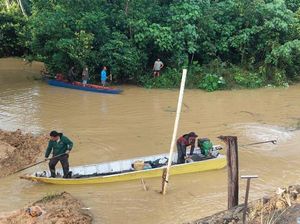 Pria Kutim Tewas Diterkam Buaya Saat Pasang Jaring Ikan di Sungai