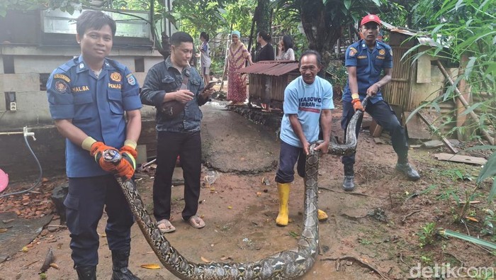 Warga Depok Kaget, Bebek Ternak Dimangsa Sanca Besar 4 Meter