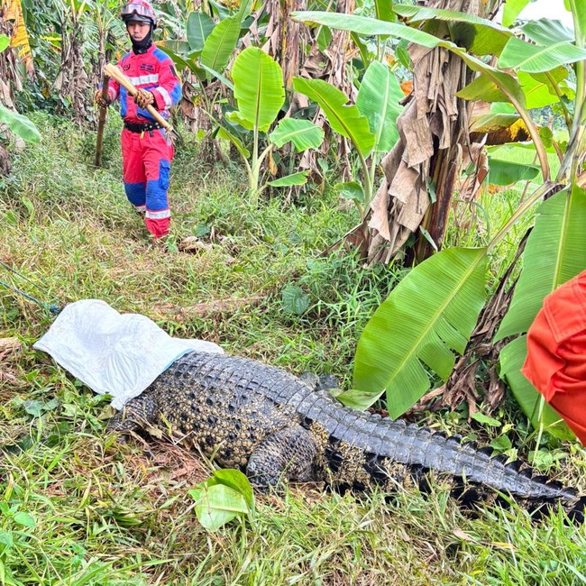 Potret Buaya Jumbo Dievakuasi dari Sawah Bantargebang