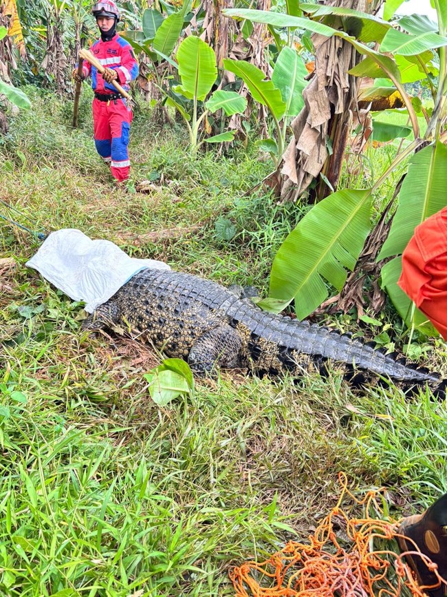 Potret Buaya Jumbo Dievakuasi dari Sawah Bantargebang