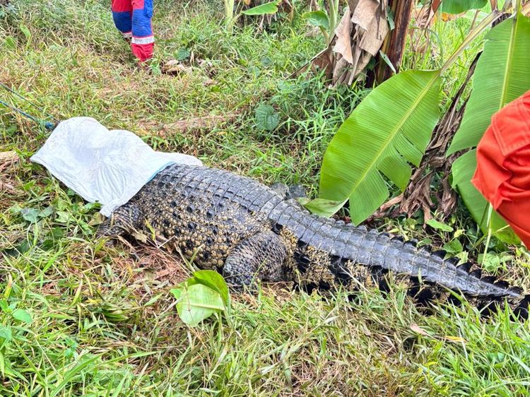 Potret Buaya Jumbo Dievakuasi dari Sawah Bantargebang