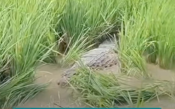 Buaya muncul di sawah warga Bekasi. (Dok. tangkapan layar video viral)