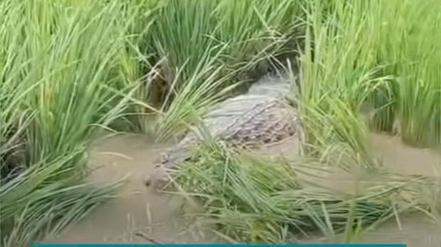 Buaya muncul di sawah warga Bekasi. (Dok. tangkapan layar video viral)