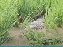 Buaya Besar Nyasar ke Sawah di Bekasi Diduga Peliharaan Warga