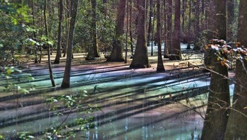 Daun-daun yang membusuk melepaskan asam tanin dan ketika Matahari menyinarinya, akan tampak efek pelangi yang indah di atas air. Foto: via Bored Panda