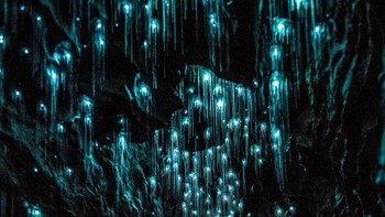 Pemandangan luar biasa glow worms, atau cacing pendar di Gua Waitomo, Selandia Baru. Foto: via Bored Panda