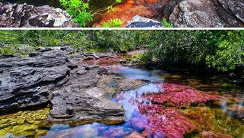 Sungai 5 warna, Caño Cristales di Kolombia. Foto: via Bored Panda