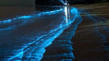 Foto yang menampilkan bioluminesensi langka di Jervis Bay, Australia. Foto: via Bored Panda