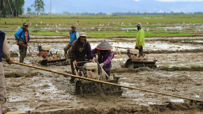 Guru Besar UGM Apresiasi Kementan Capai Target Percepatan Swasembada Beras