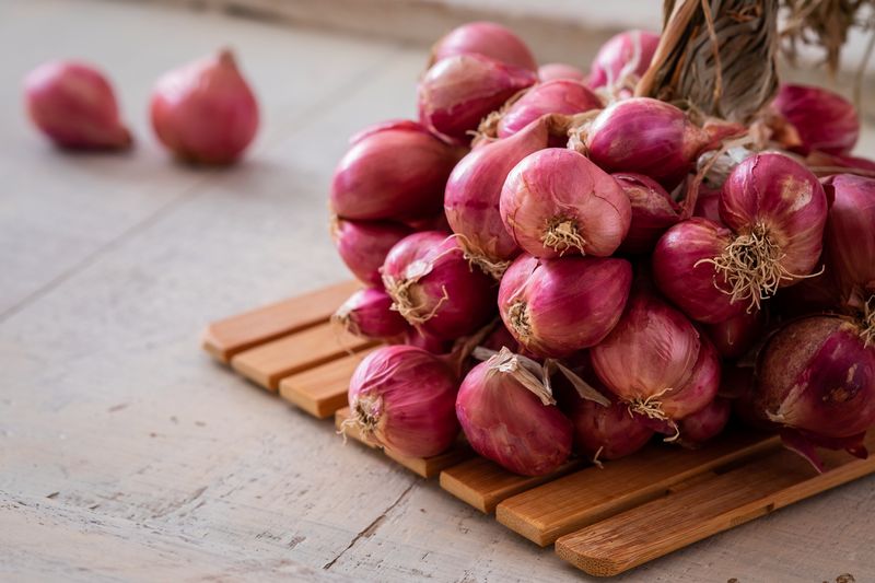 Ilustrasi bawang merah