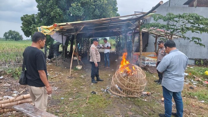 Dapat Laporan Warga, Polisi Sidoarjo Ubrak-abrik Arena Sabung Ayam
