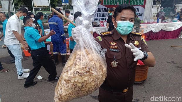 Kejaksaan Negeri (Kejari) Kabupaten Bogor memusnahkan 'keripik pisang narkoba'. (Rizky/detikcom).