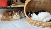 Ketua CSS, Yuda (37) menuturkan, komunitas ini lahir dari keinginannya untuk melakukan perubahan dalam mengendalikan populasi kucing liar.