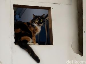 Benarkah Pelihara Kucing Bisa Bikin Mandul?