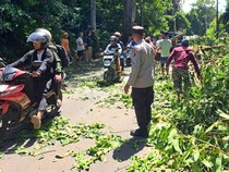 Angin Kencang Tumbangkan Pohon, Jalan Wisata Suela-Sembalun Macet