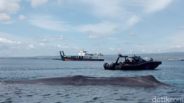 Paus berukuran raksasa yang terdampar di Selat Bali tepatnya di sisi utara Pura Segara, Keluraham Gilimanuk tak jauh dari Pelabuhan Gilimanuk, Selasa (23/12/2025).