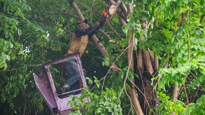 Alat Khusus Diterjunkan Pemkot Surabaya Cegah Pohon Tumbang
