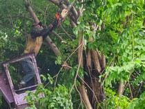 Alat Khusus Diterjunkan Pemkot Surabaya Cegah Pohon Tumbang
