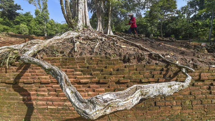 Juru pelihara membersihkan struktur situs Candi Parit Duku yang telah selesai dipugar di Kawasan Cagar Budaya Nasional (KCBN) Muarajambi, Muaro Jambi, Jambi, Selasa (23/12/2025). Kementerian Kebudayaan mendorong percepatan pemugaran situs-situs di kawasan yang diyakini sebagai peninggalan penting masa Kerajaan Sriwijaya dalam rangka pengembangan ilmu pengetahuan serta peningkatan ekonomi masyarakat sekitar. ANTARA FOTO/Wahdi Septiawan.